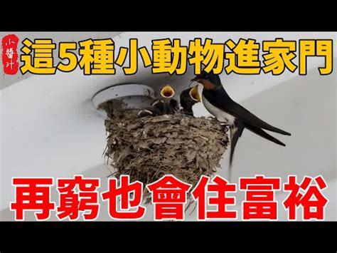 飛蛾入屋不走|為何飛蛾突襲家中？